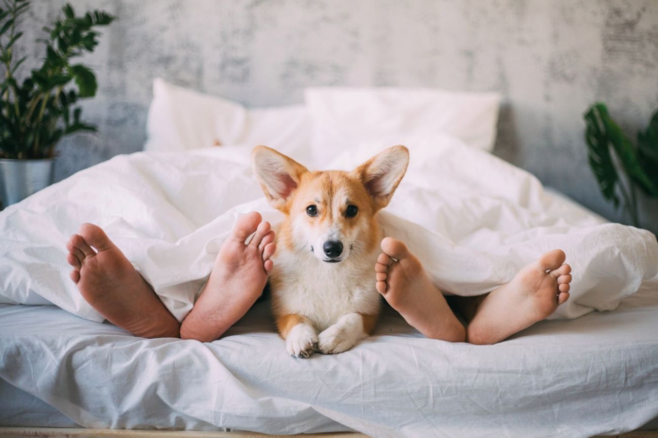 Hvorfor du ikke bør lade din hund sove i din seng: ingen advarer om konsekvenserne