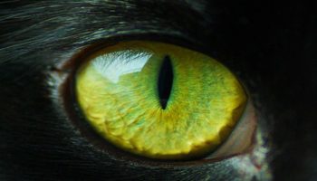Hvordan katte ser verden: overraskende fakta om deres syn