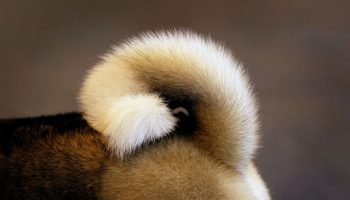 Hvorfor jager hunde deres hale: hvad betyder det egentlig?