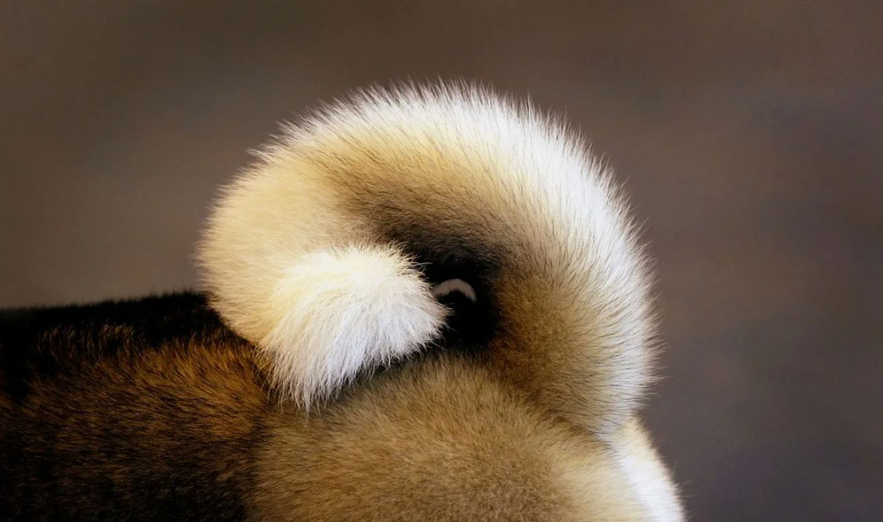 Hvorfor jager hunde deres hale: hvad betyder det egentlig?