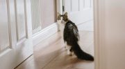 Hvordan katte finder vej hjem: et mysterium, som forskerne ikke kan forklare