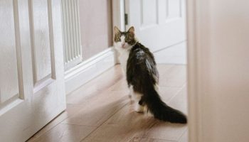 Hvordan katte finder vej hjem: et mysterium, som forskerne ikke kan forklare