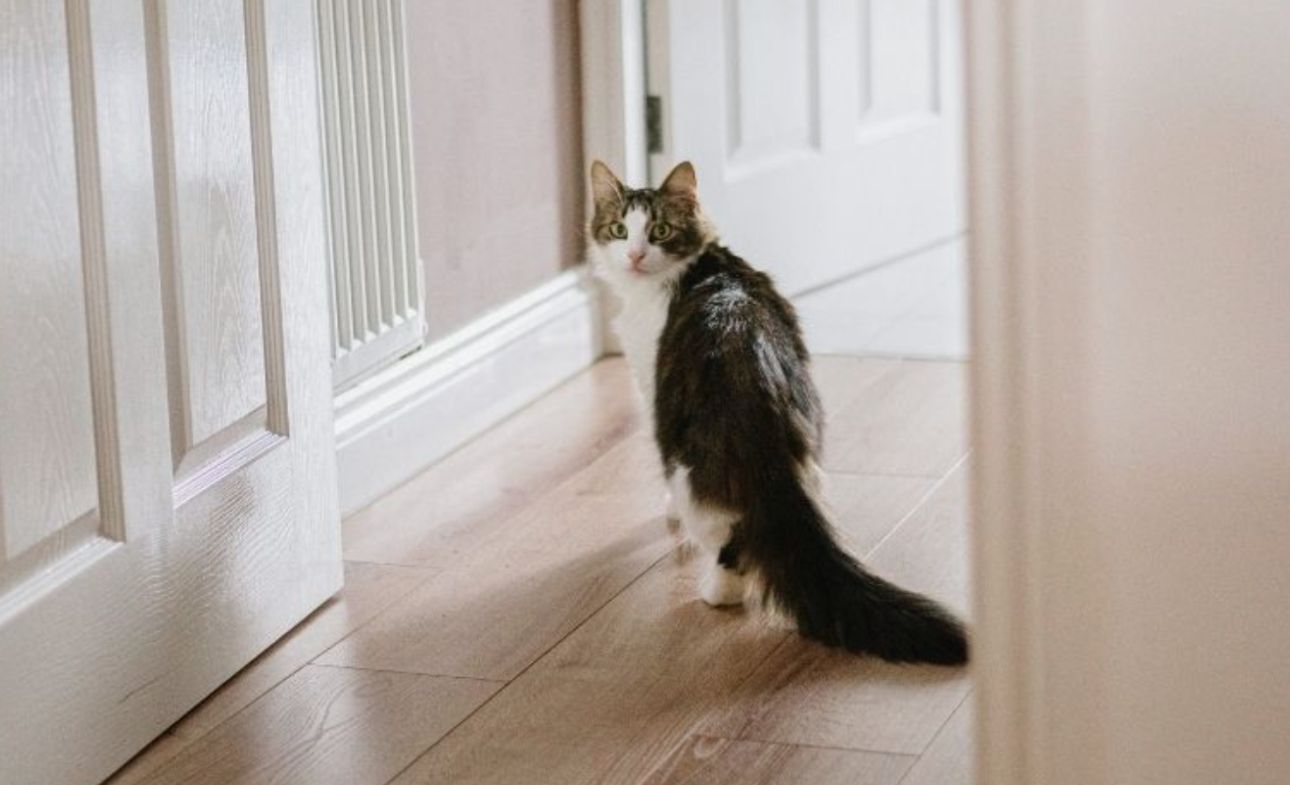 Hvordan katte finder vej hjem: et mysterium, som forskerne ikke kan forklare