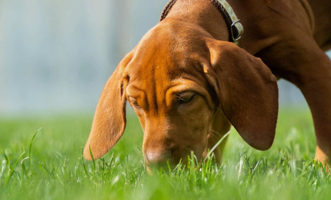 Hvorfor spiser hunde græs: en biologisk årsag, du ikke kendte til