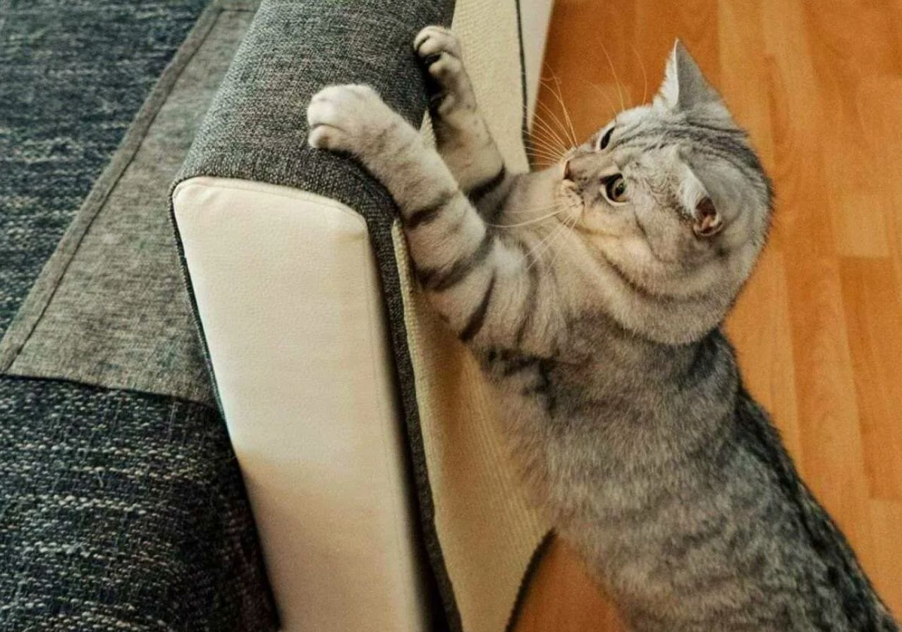 Hvad skal man gøre, hvis katten kradser i møblerne: en human metode til at bekæmpe instinkter