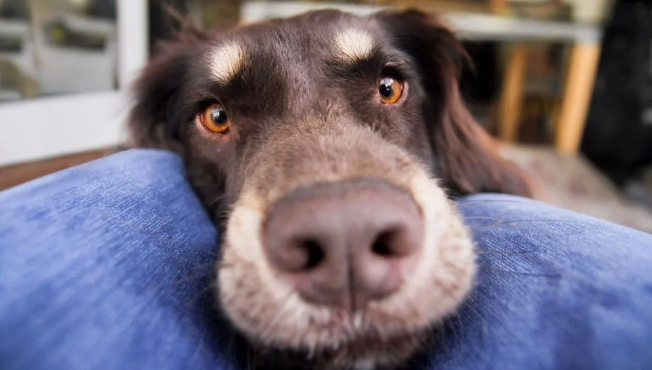 Hvorfor dit humør påvirker din hund: den følelsesmæssige forbindelse – hvordan det fungerer