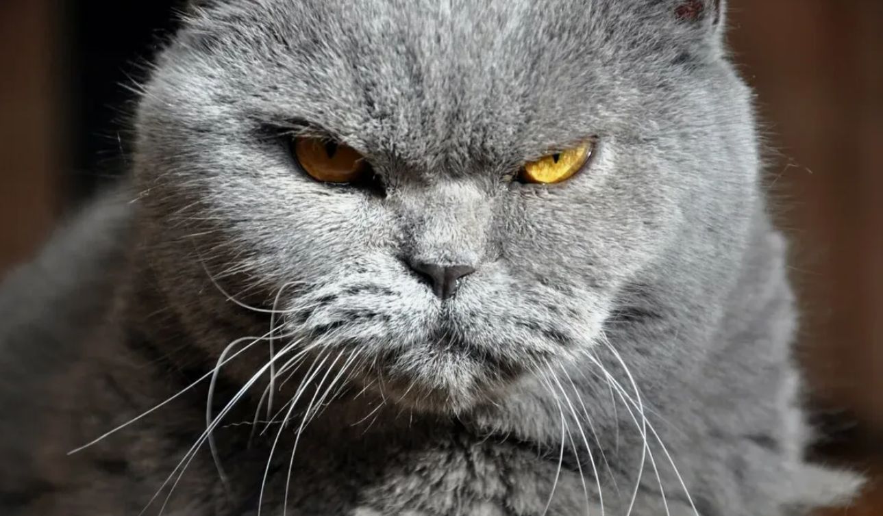 Kan man fodre en kat med hundemad: konsekvenser, du ikke var klar over