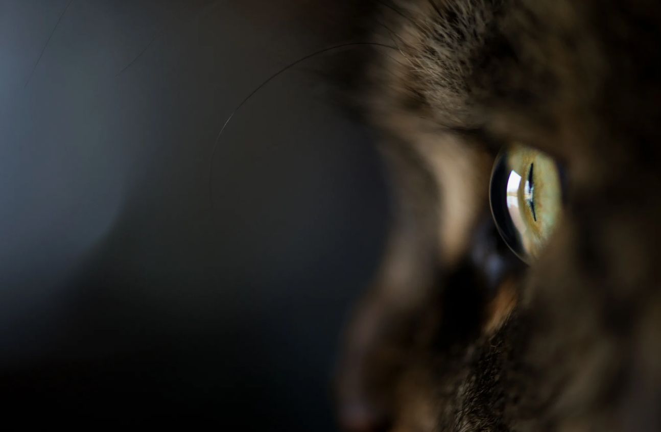 Hvordan katte ser verden: overraskende fakta om deres syn