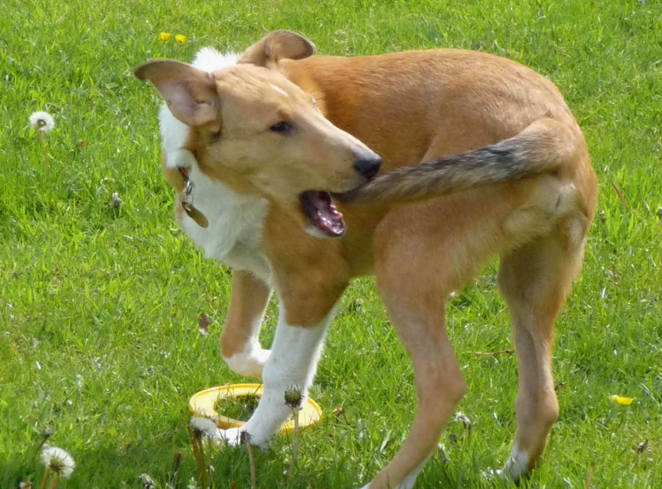 Hvorfor jager hunde deres hale: hvad betyder det egentlig?