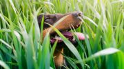 Hvorfor spiser hunde græs: en biologisk årsag, du ikke kendte til