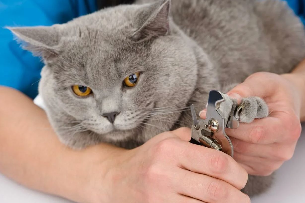 Hvad skal man gøre, hvis katten kradser i møblerne: en human metode til at bekæmpe instinkter