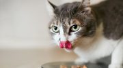 Kan man fodre en kat med hundemad: konsekvenser, du ikke var klar over
