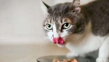 Kan man fodre en kat med hundemad: konsekvenser, du ikke var klar over