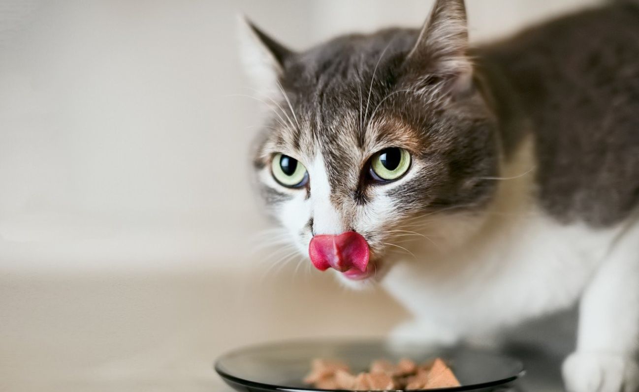 Kan man fodre en kat med hundemad: konsekvenser, du ikke var klar over