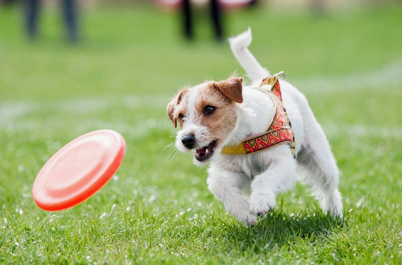 Hvorfor jager hunde deres hale: hvad betyder det egentlig?