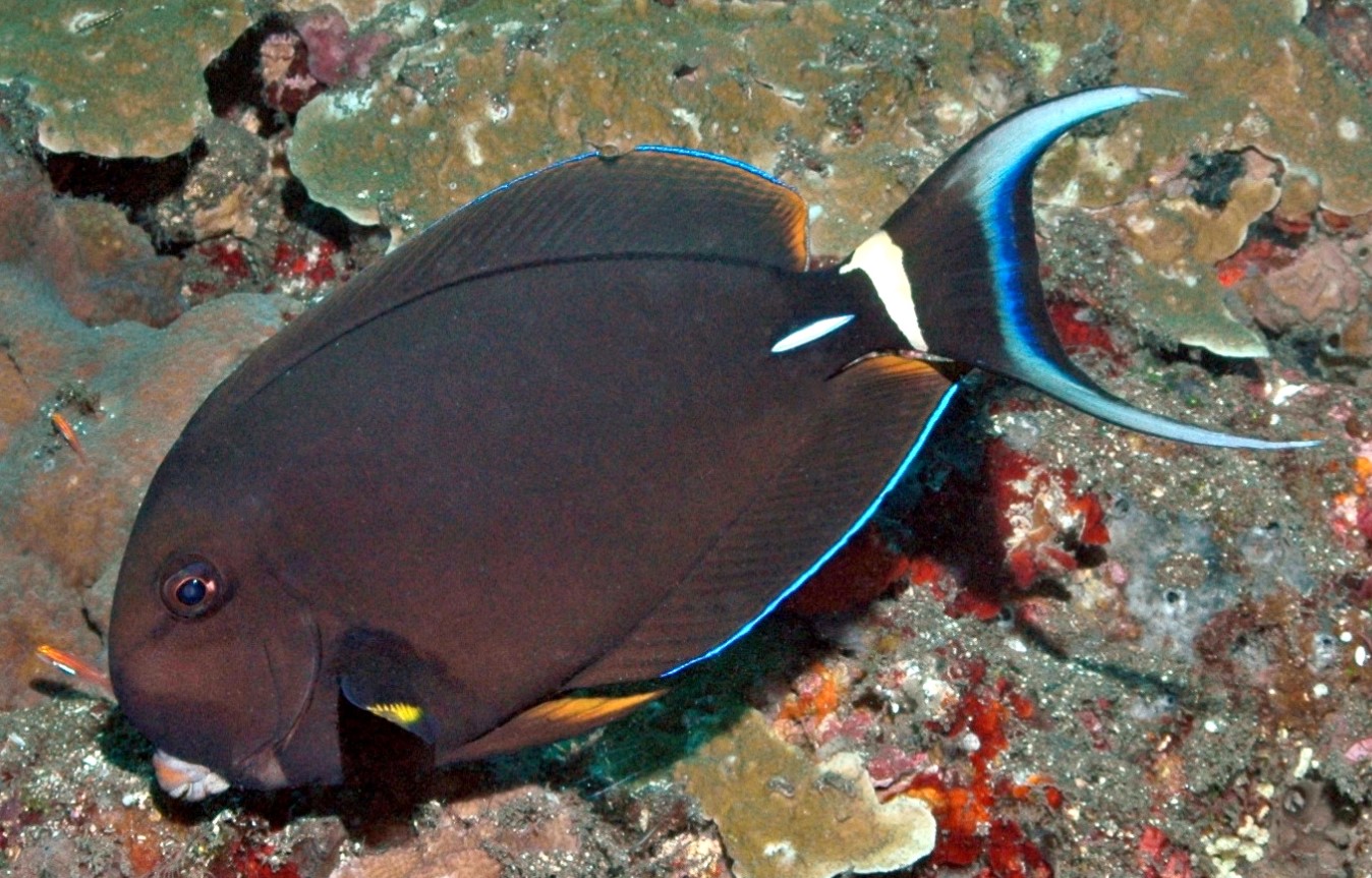 Acanthurus monroviae