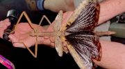 Forskere forbløffet over kæmpe ny insektart