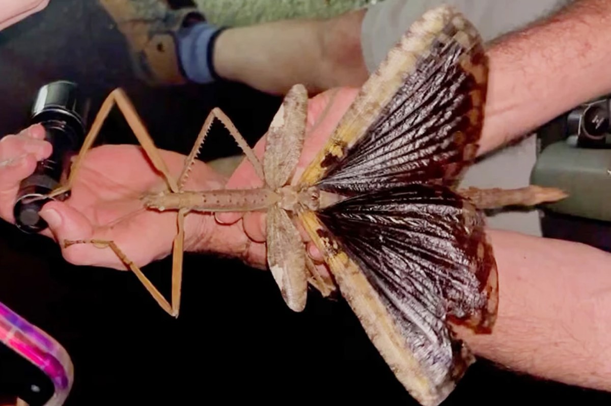 Forskere forbløffet over kæmpe ny insektart