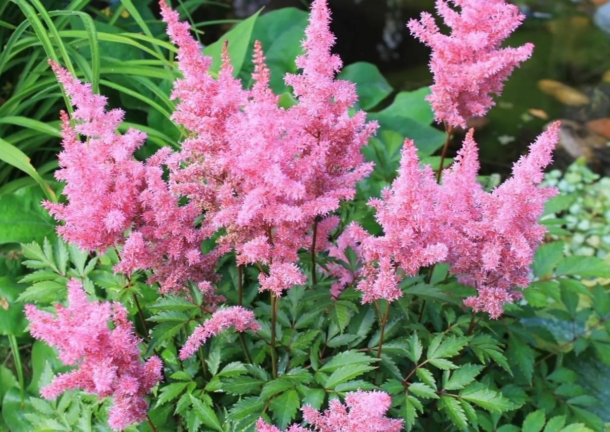 Astilbe