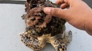 Redningsfolk fjerner havtang fra havskildpadde og giver hende en livsforandrende forvandling