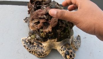 Redningsfolk fjerner havtang fra havskildpadde og giver hende en livsforandrende forvandling