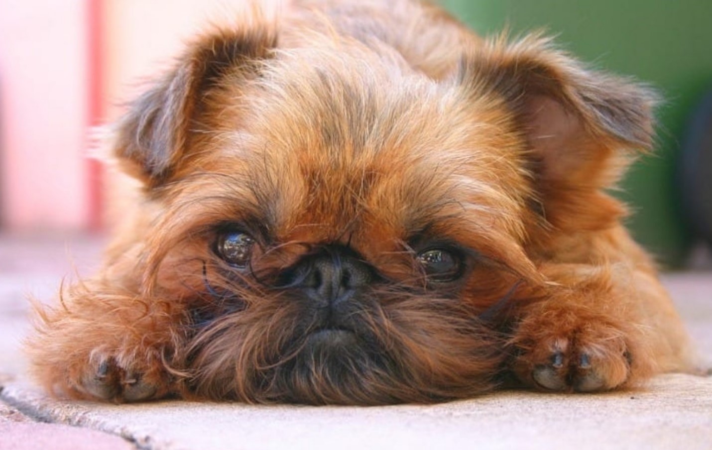 Brussels Griffon
