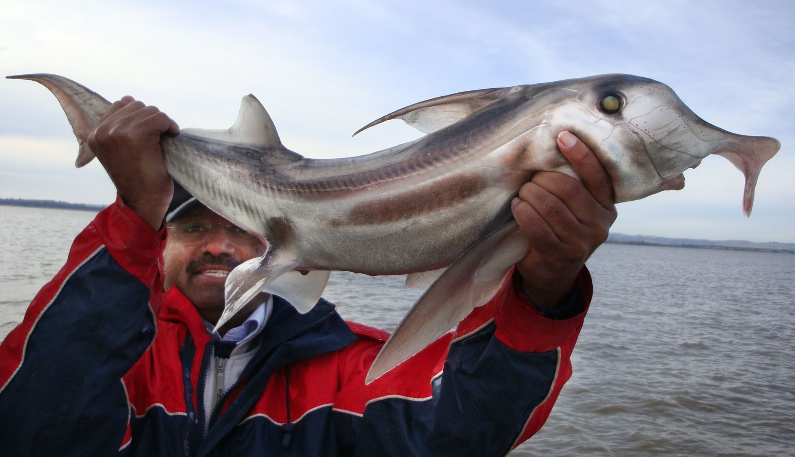Callorhinchus milii