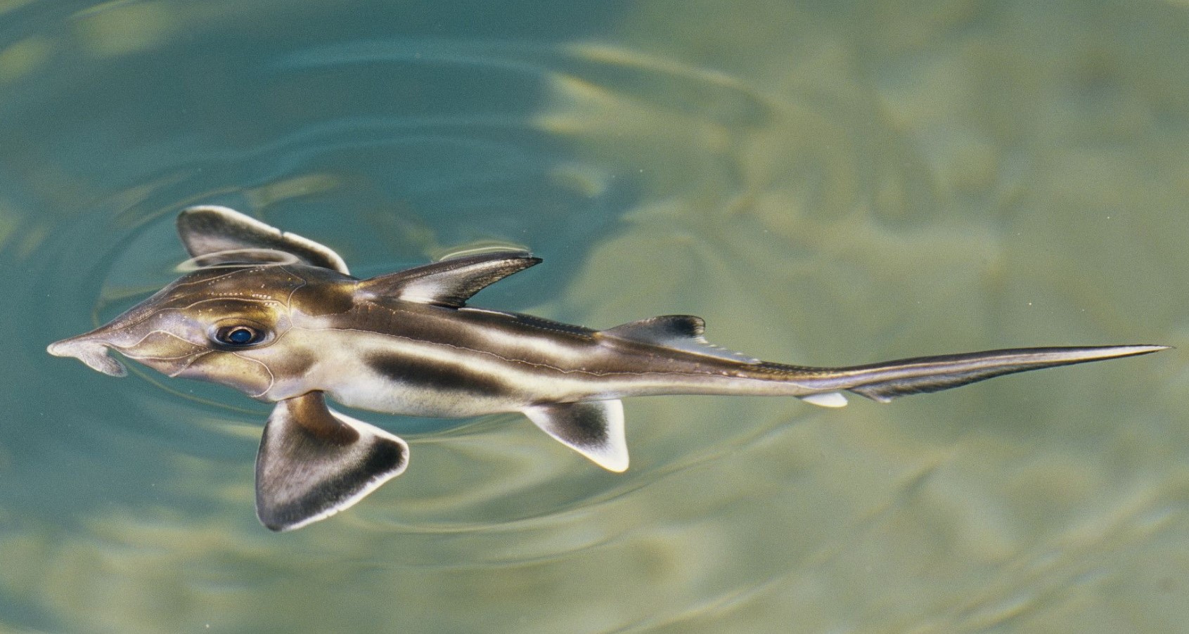 Callorhinchus milii