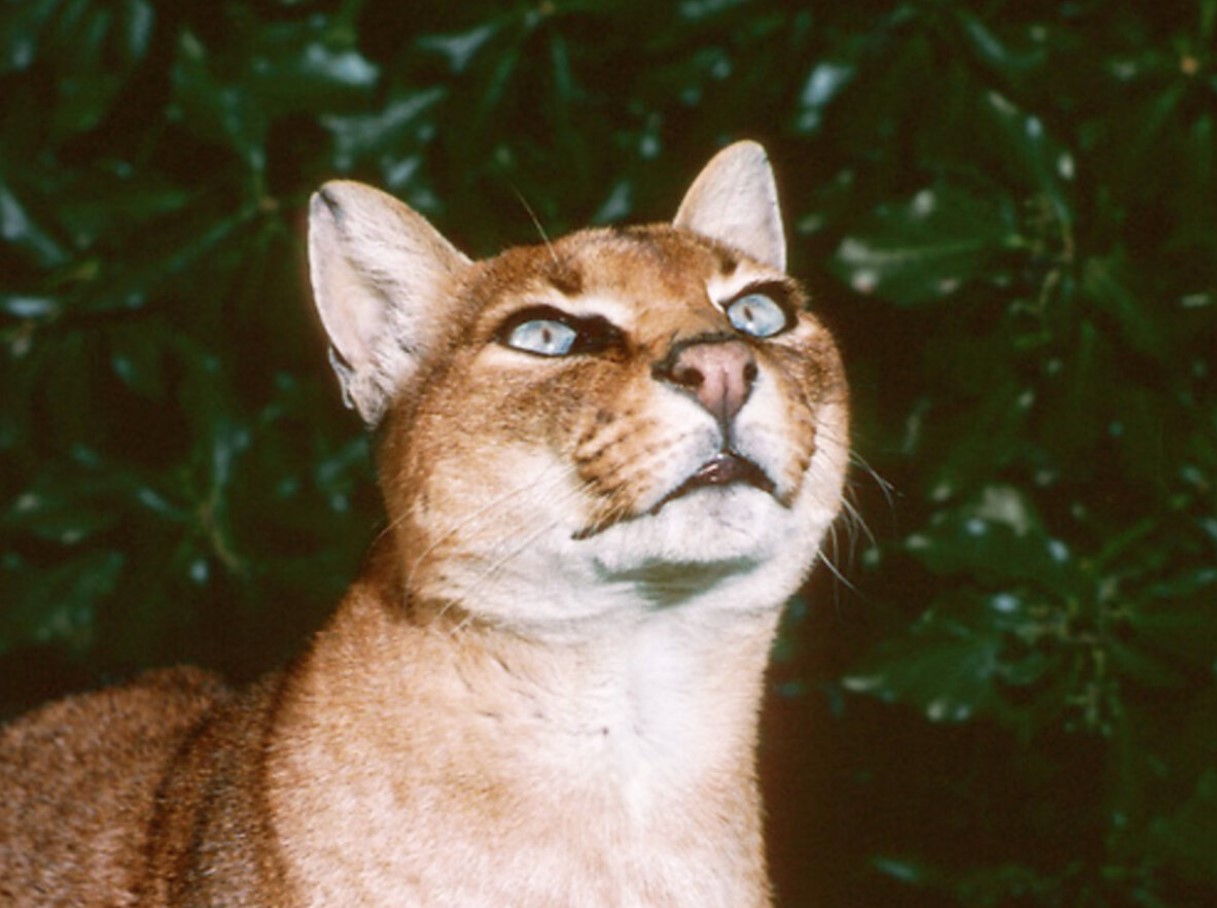 Catopuma temminckii