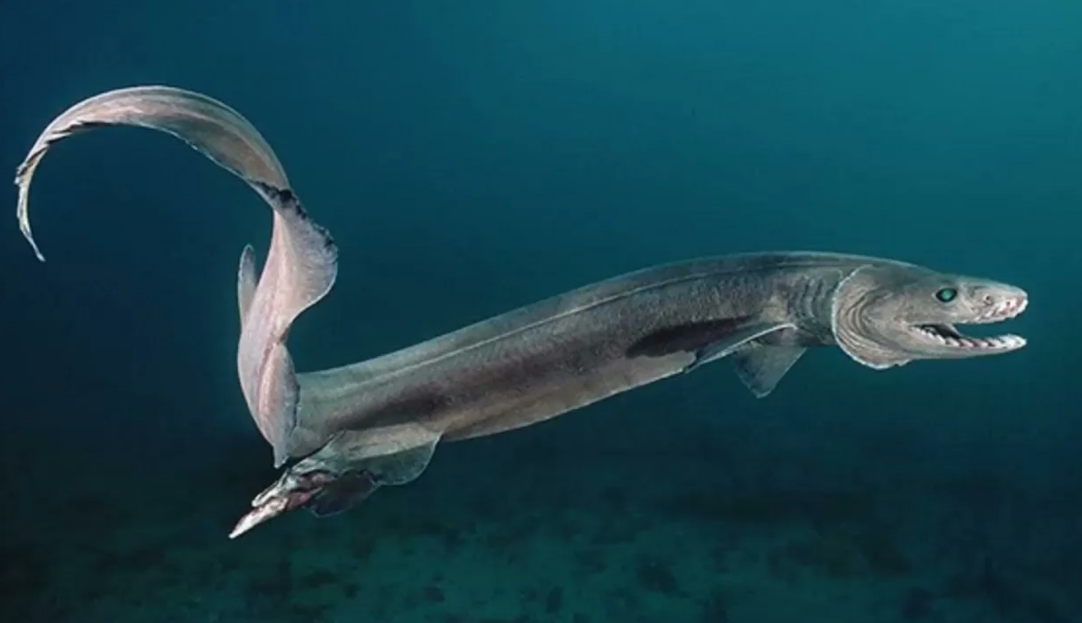 Chlamydoselachus anguineus 1