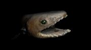 Monster fra dybet med trefork i munden: et gammelt rovdyr fra afgrunden er igen dukket op for mennesker
