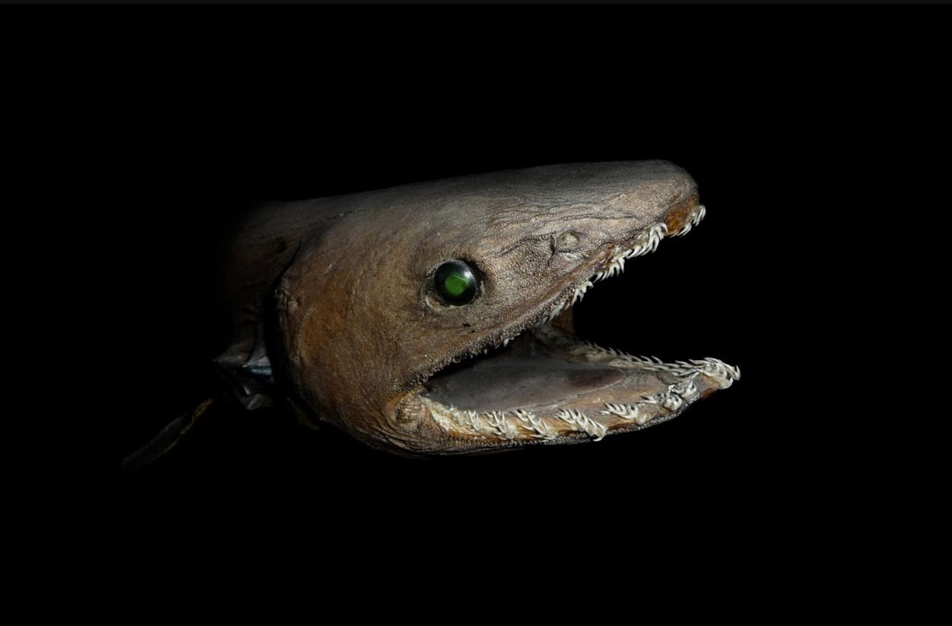 Monster fra dybet med trefork i munden: et gammelt rovdyr fra afgrunden er igen dukket op for mennesker