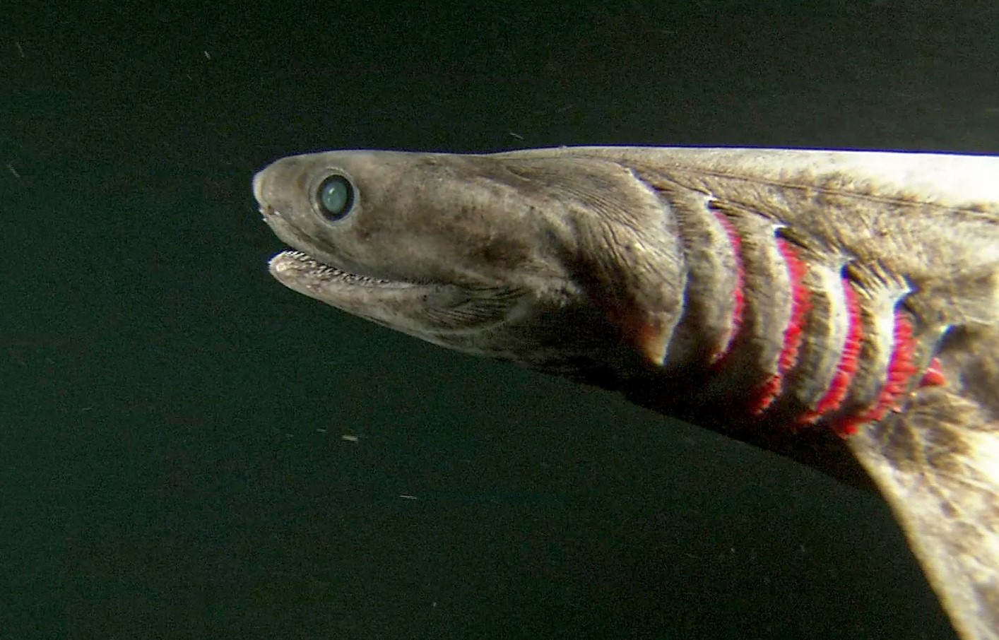 Chlamydoselachus anguineus