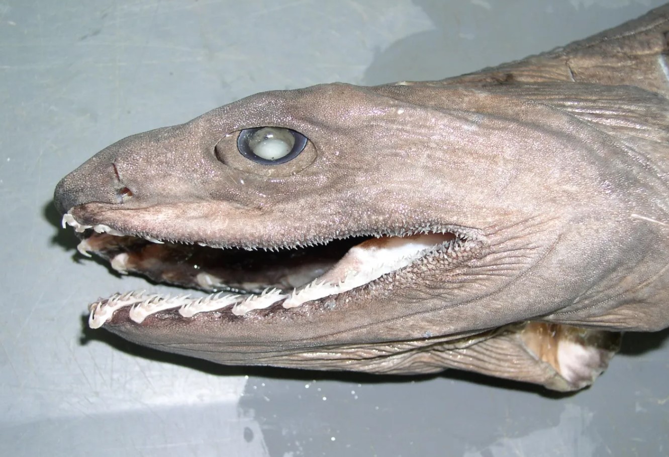 Chlamydoselachus anguineus