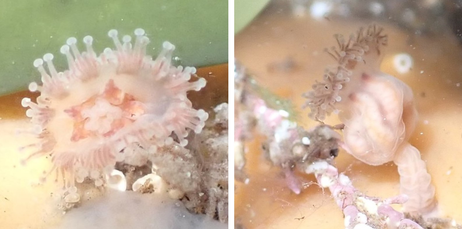 Depastrum cyathiforme