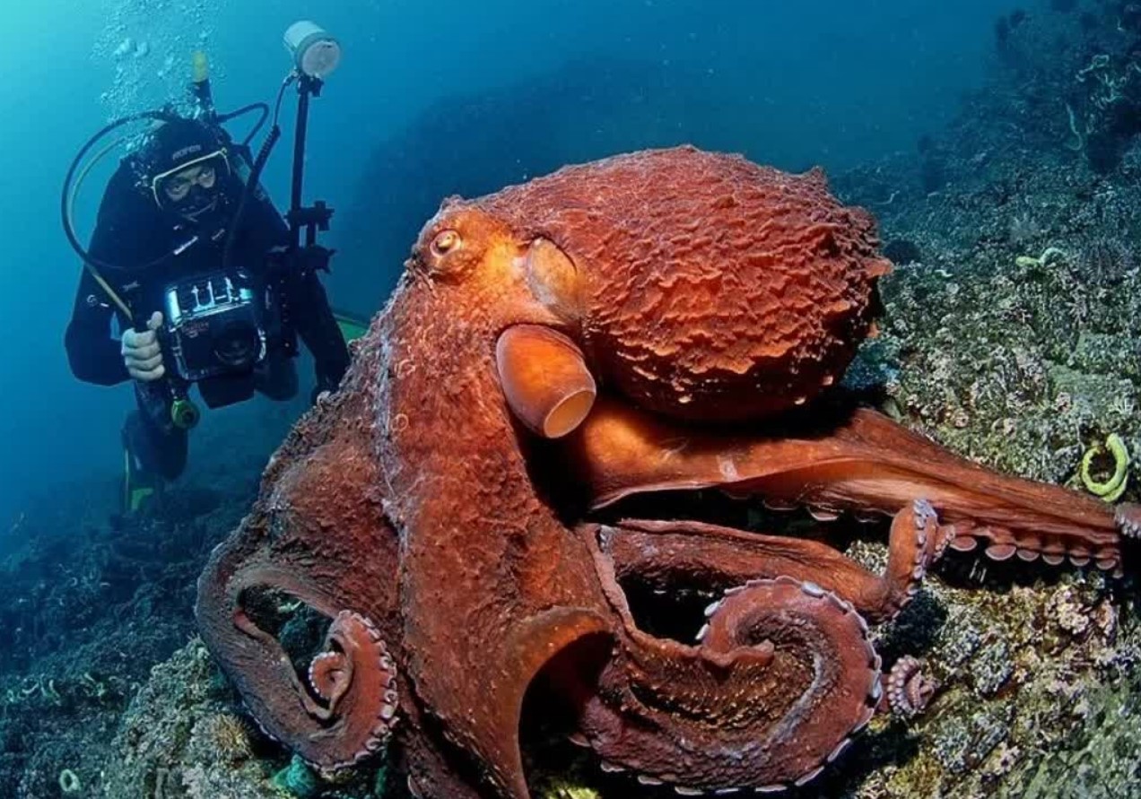 Enteroctopus dofleini