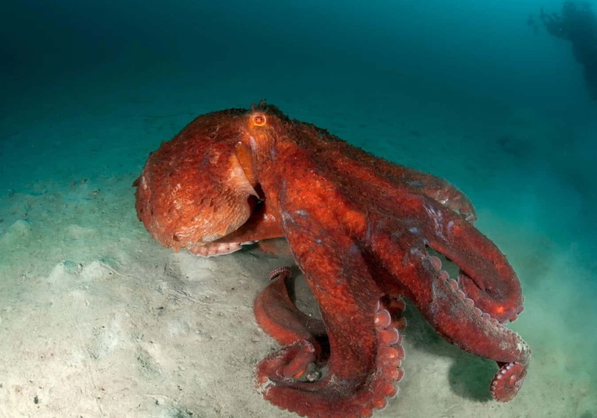 Enteroctopus dofleini