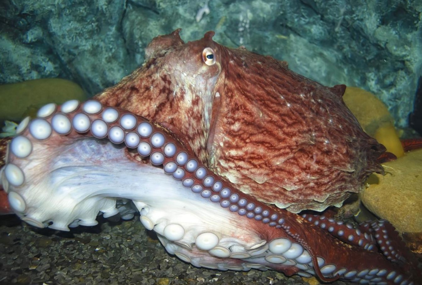 Enteroctopus dofleini