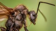 Frankenstein-myren er på vej gennem USA: hybridbiten bider mennesker og ødelægger udstyr
