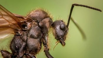 Frankenstein-myren er på vej gennem USA: hybridbiten bider mennesker og ødelægger udstyr