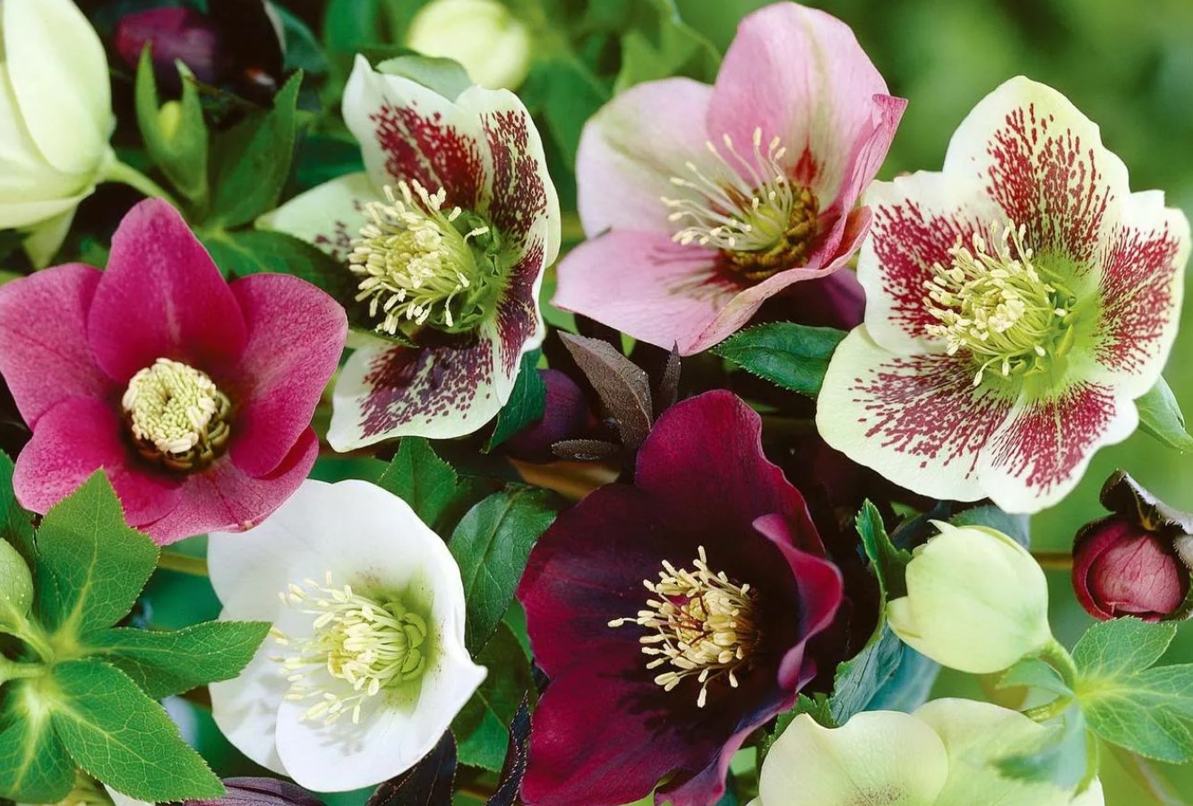 Hellebore