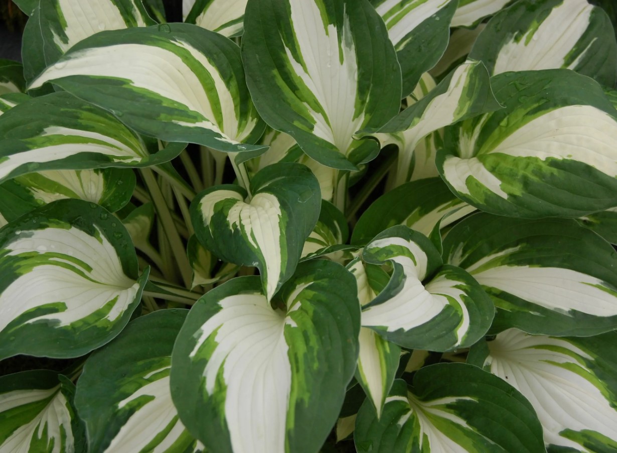 Hosta
