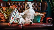 Hunde, der foretrækker sofaen frem for en løbetur: de bedste racer til et roligt liv