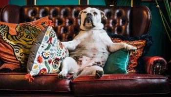 Hunde, der foretrækker sofaen frem for en løbetur: de bedste racer til et roligt liv