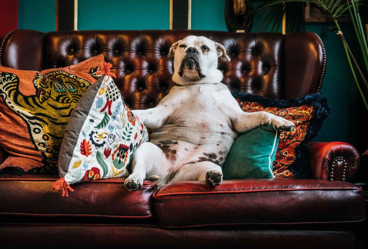 Hunde, der foretrækker sofaen frem for en løbetur: de bedste racer til et roligt liv