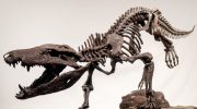 Fed på dinosaurer: 70 millioner år gammelt rovdyr opkaldt efter egyptisk gud