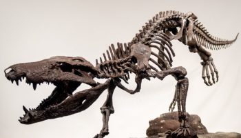 Fed på dinosaurer: 70 millioner år gammelt rovdyr opkaldt efter egyptisk gud
