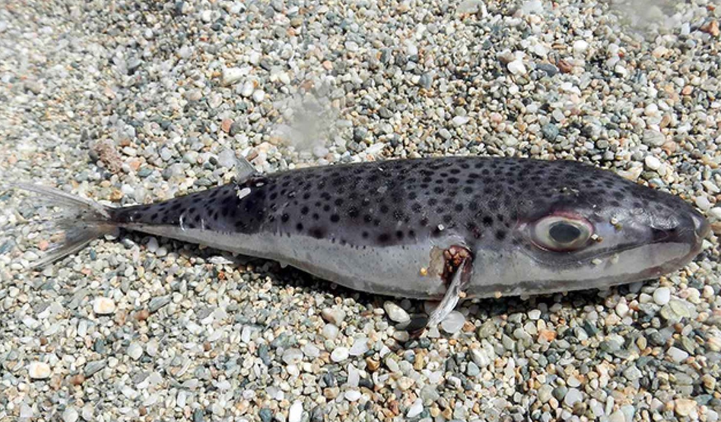 Lagocephalus sceleratus
