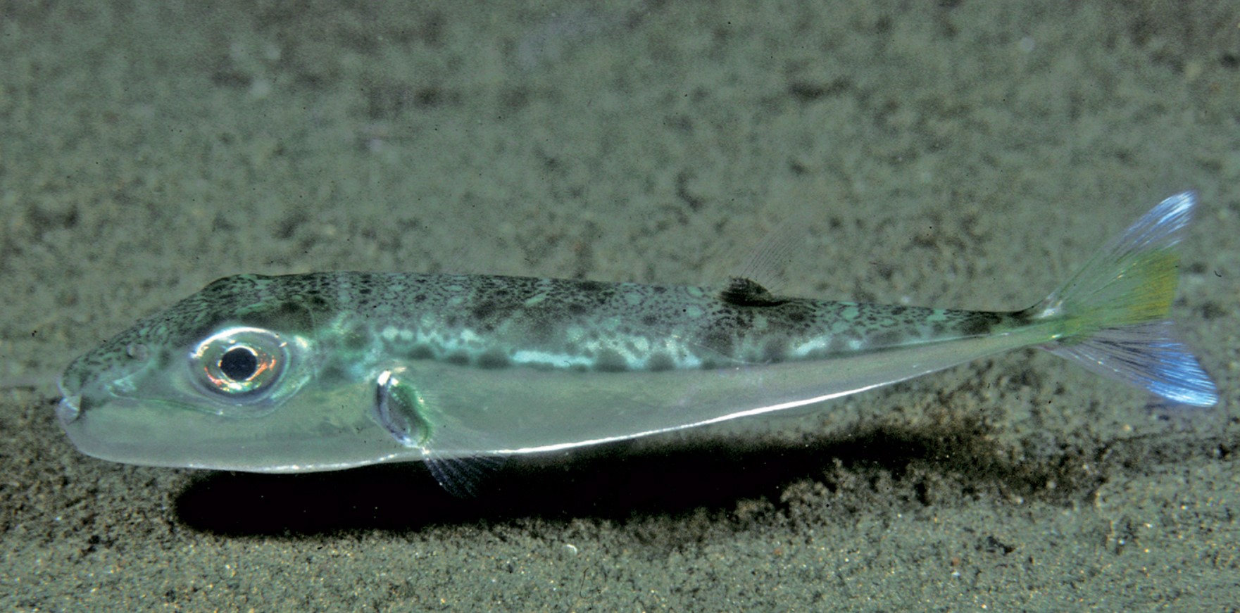 Lagocephalus sceleratus