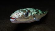 Lagocephalus sceleratus